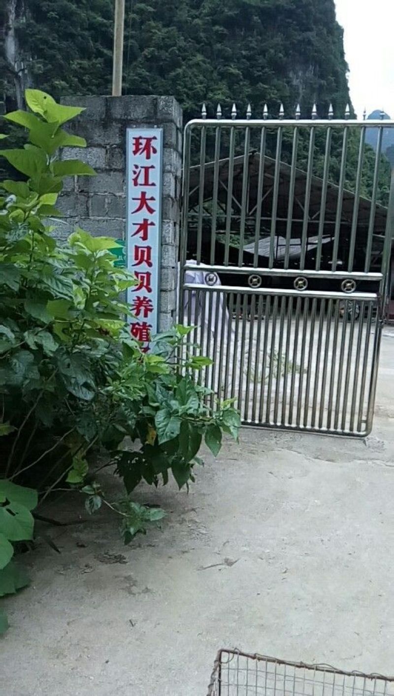 小香猪环江五香代表品牌