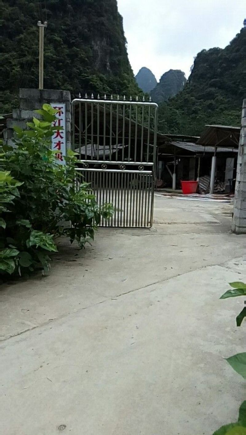 小香猪环江五香代表品牌