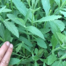 马鞭草
