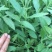 马鞭草