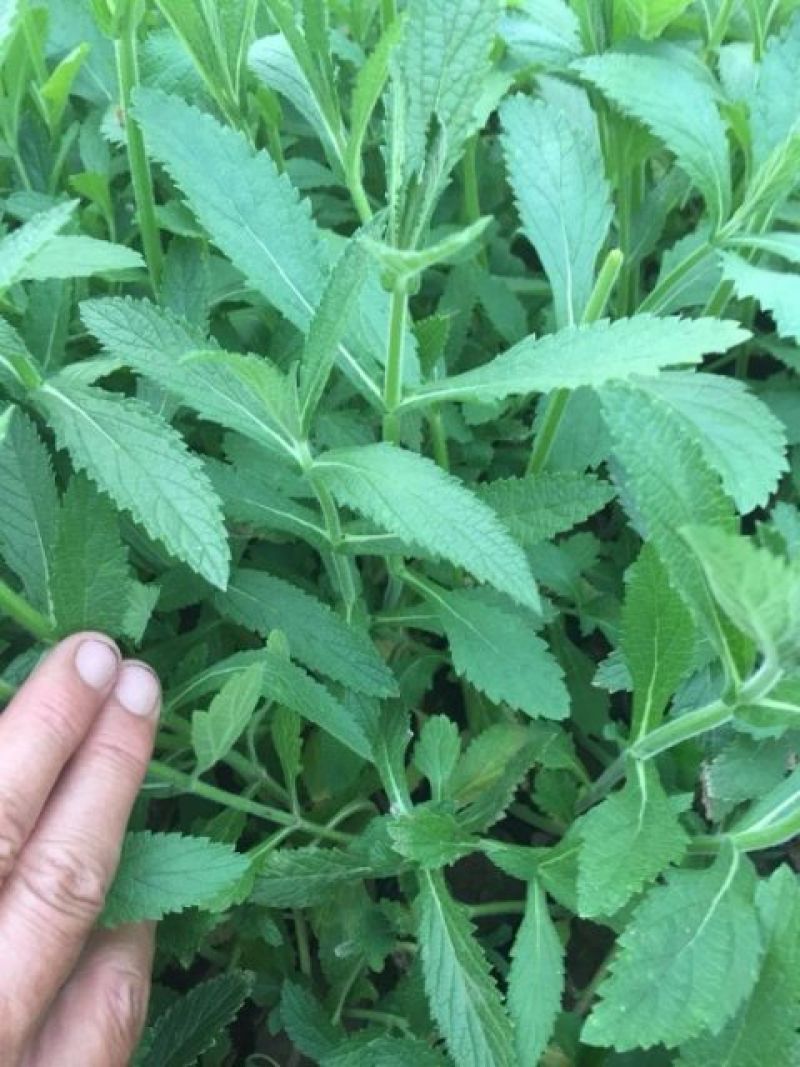 马鞭草