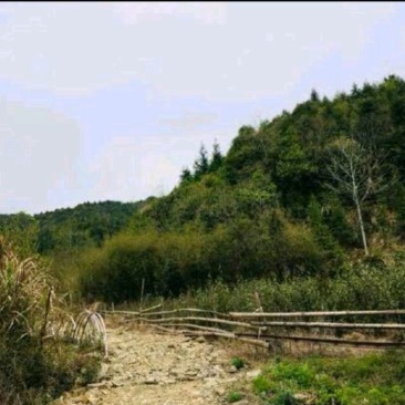 500亩山地出租