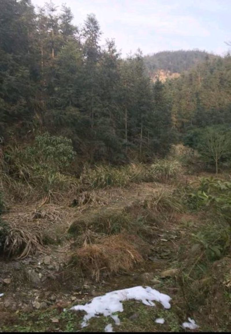 2000亩山地出租
