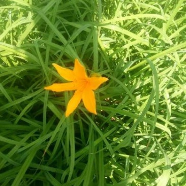 大花萱草