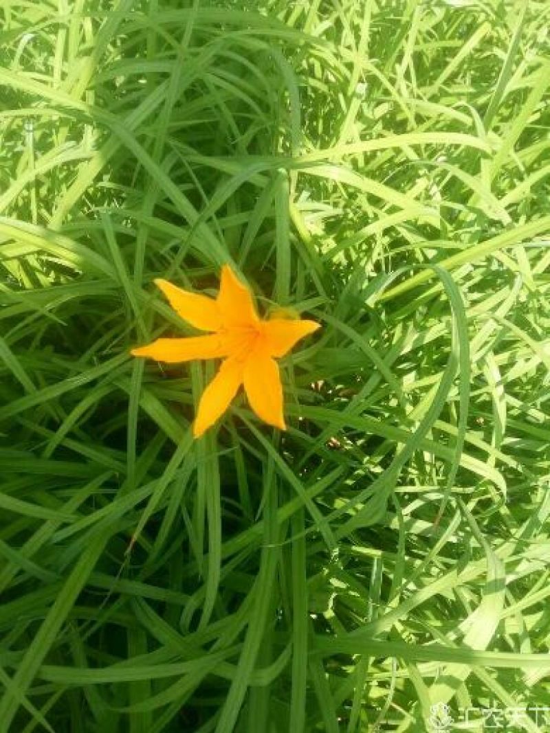 大花萱草