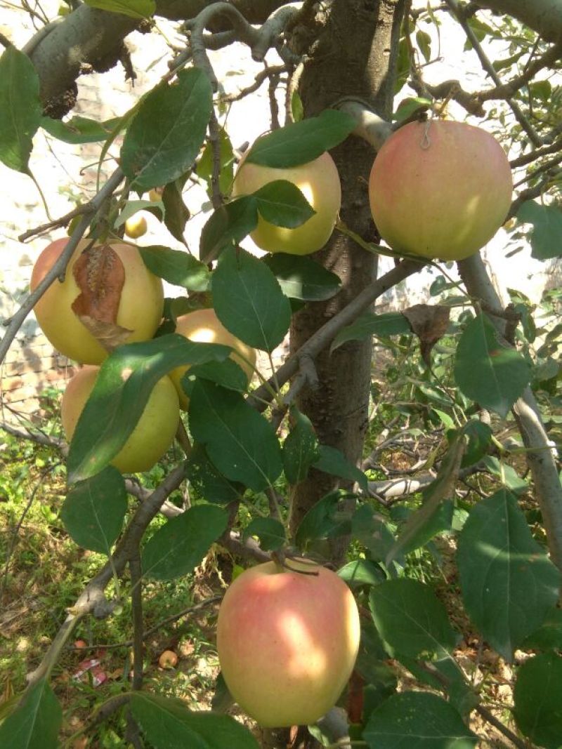 红嘎啦苹果口感好脆又甜