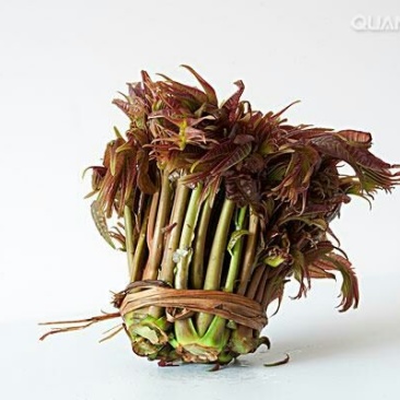 香椿芽