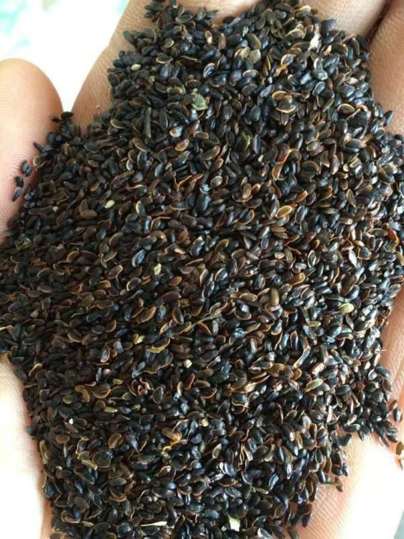 纯新桔梗种子，四季种植品种，纯新籽出苗率在95%以上