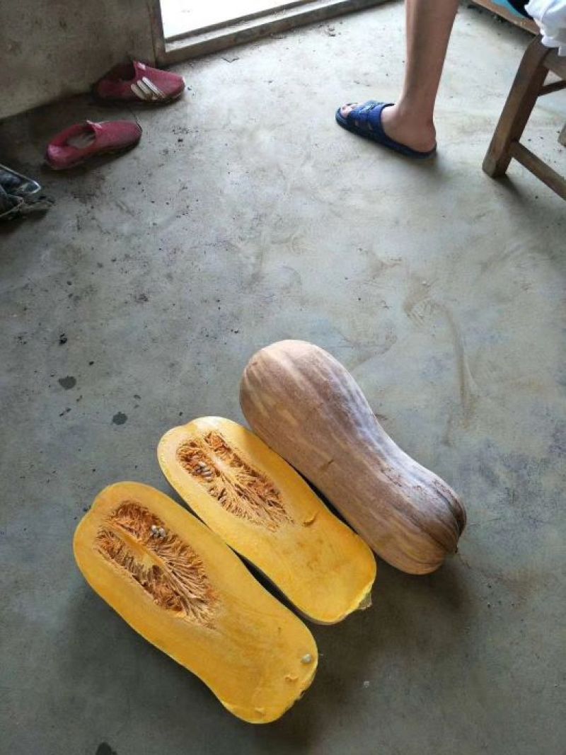 密本南瓜