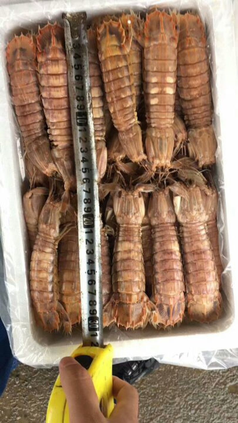 熟冻皮皮虾