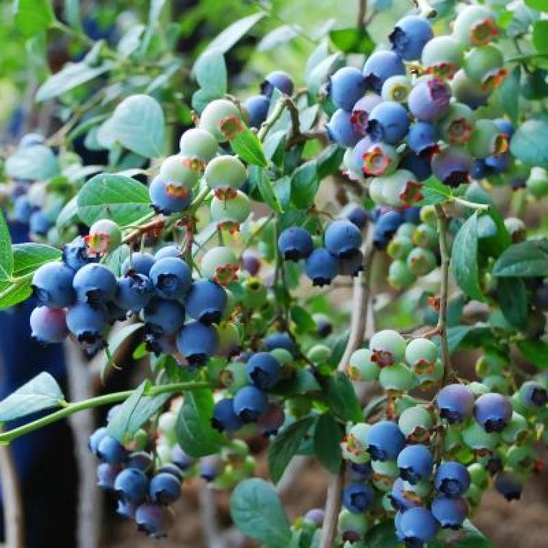 蓝莓苗基地直销2年组培苗薄雾，莱克西，蓝丰品种