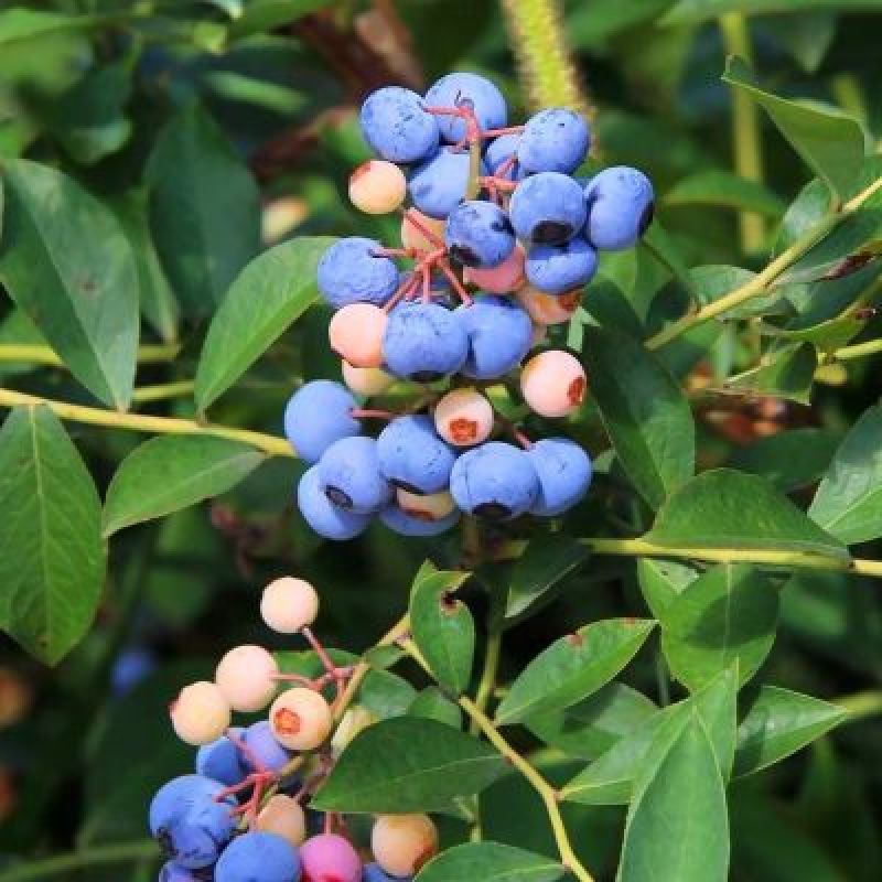 蓝莓苗基地直销2年组培苗薄雾，莱克西，蓝丰品种