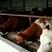 西门塔尔牛种牛包运输包回收包成活每头补一千元