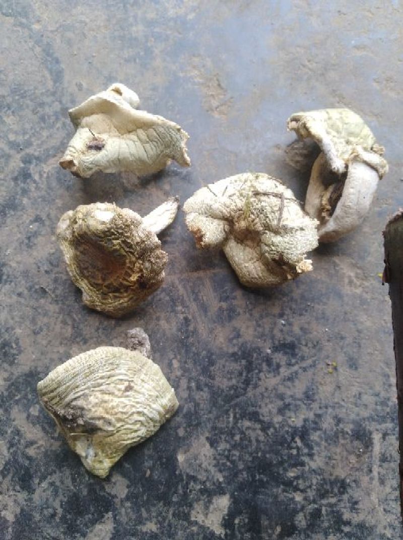 湖北深山野生青头菌干货【特价】包邮手工挑选过筛一件代发