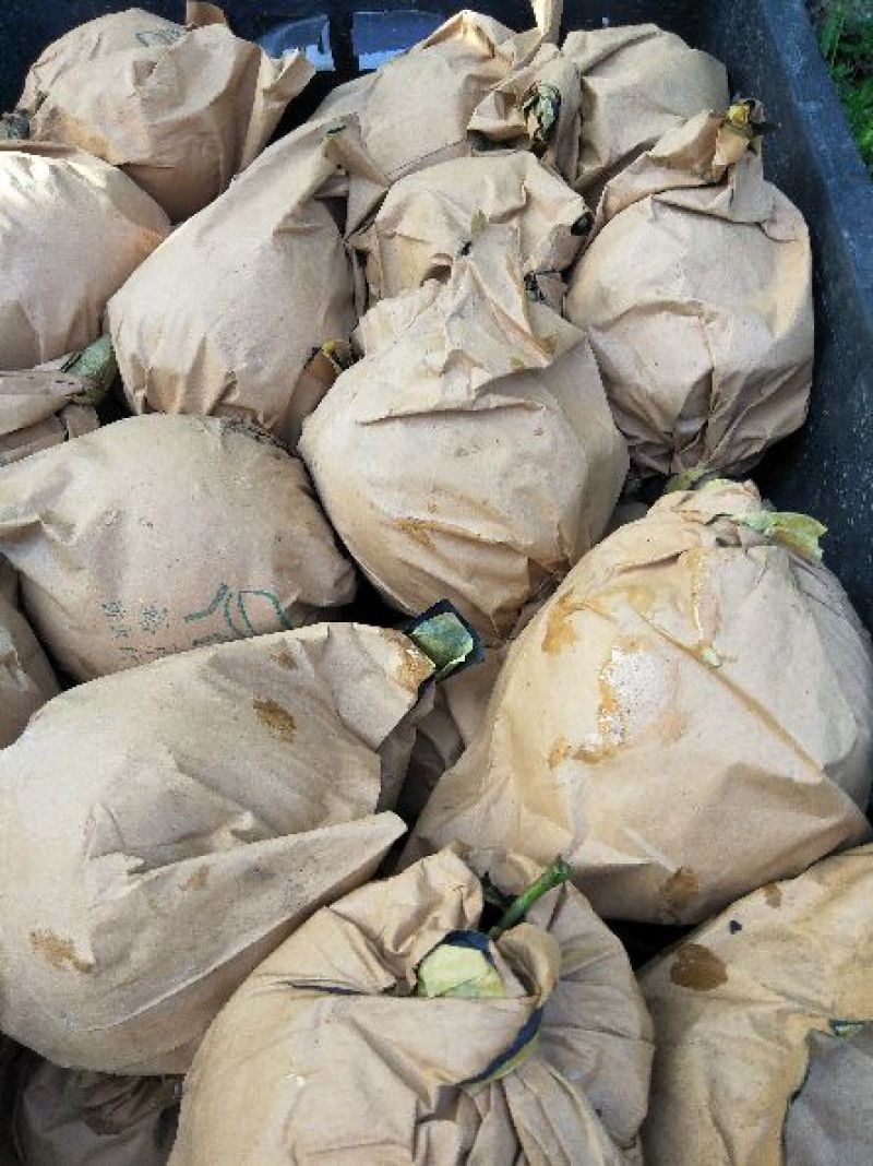 翠冠梨套袋梨