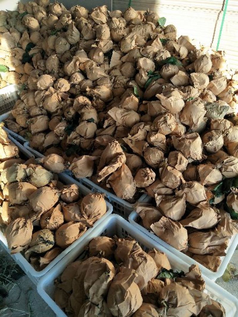 翠冠梨套袋梨