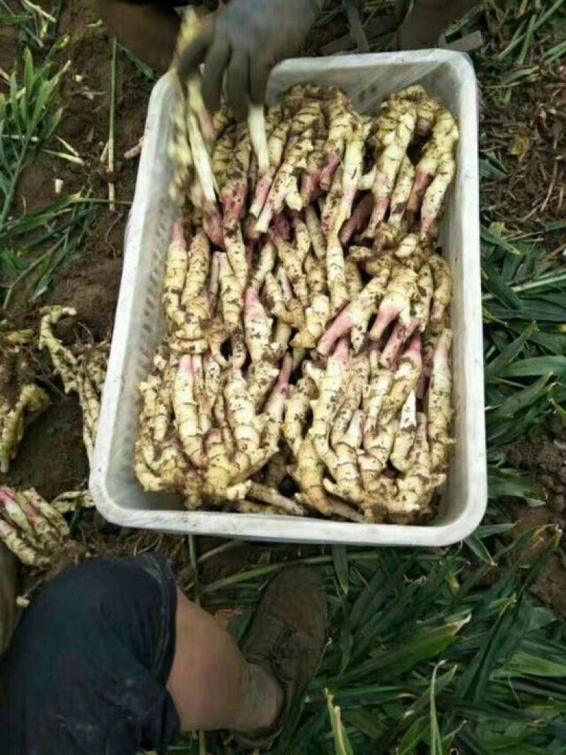 红芽鲜姜大量上市大量有货