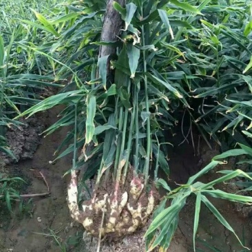 红芽鲜姜大量上市大量有货