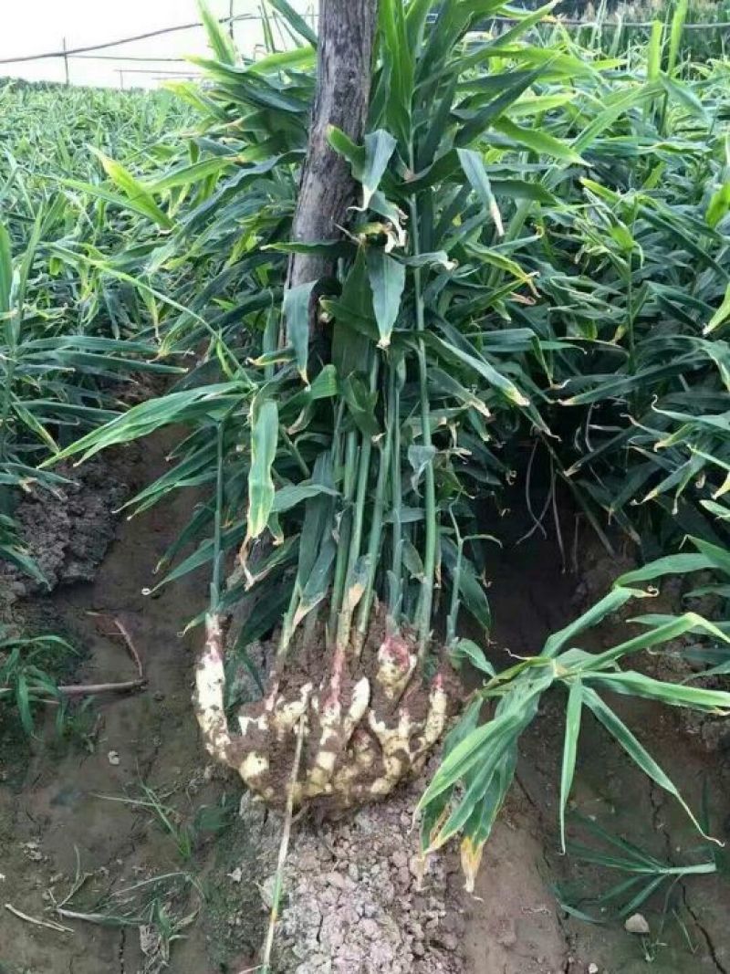 红芽鲜姜大量上市大量有货