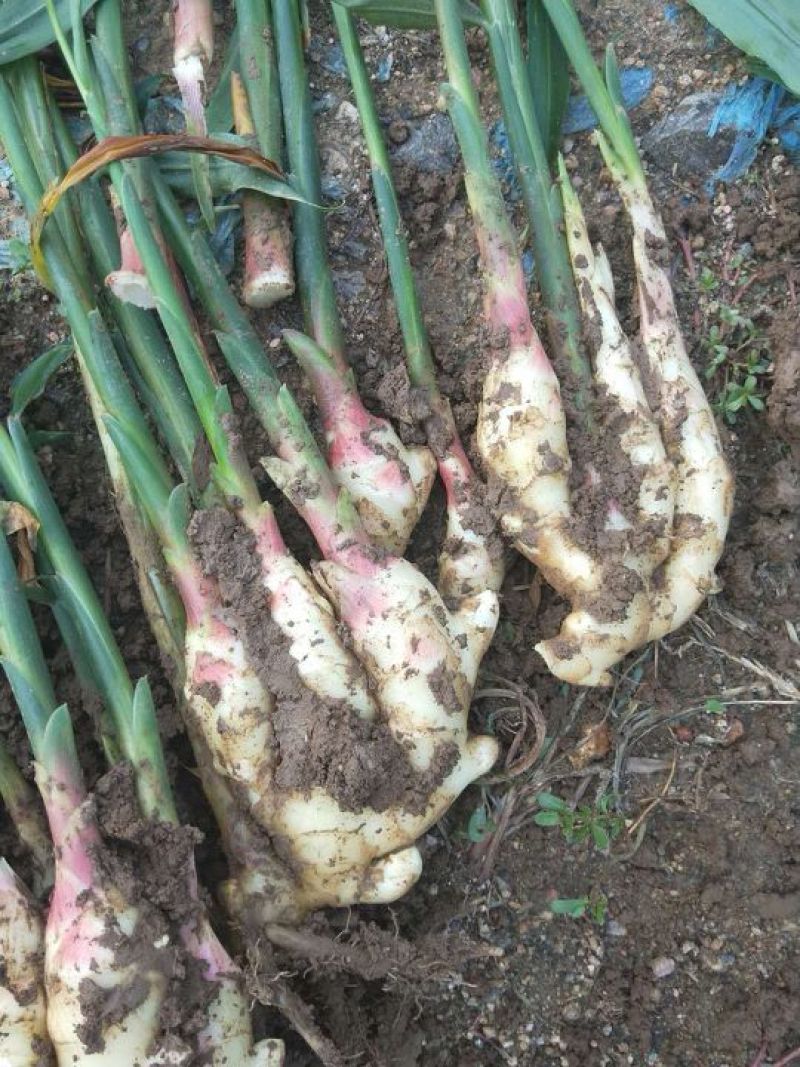 红芽鲜姜大量上市大量有货