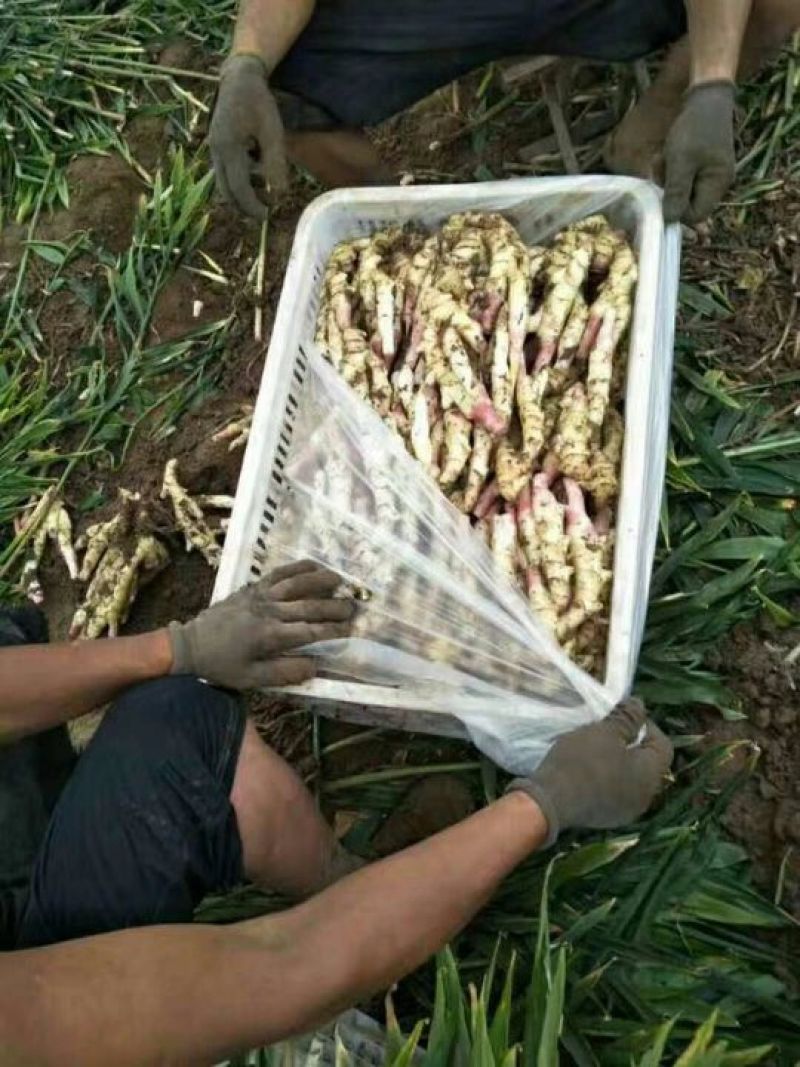 红芽鲜姜大量上市大量有货