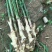 红芽鲜姜大量上市大量有货