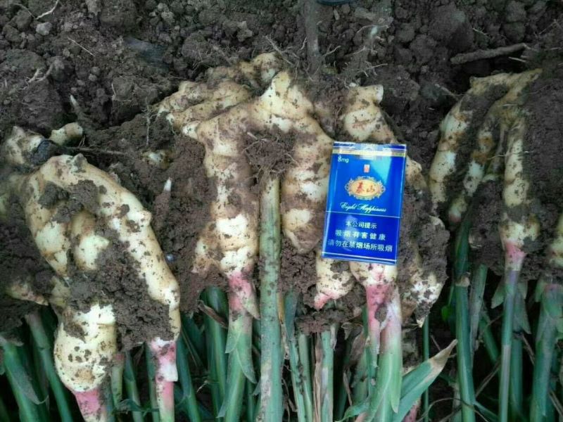 红芽鲜姜大量上市大量有货