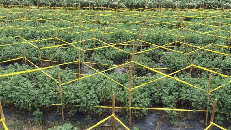 金丝皇菊茶一级