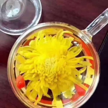 金丝皇菊茶一级