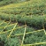 金丝皇菊茶一级