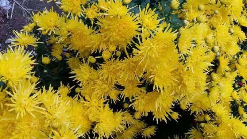 金丝皇菊茶一级