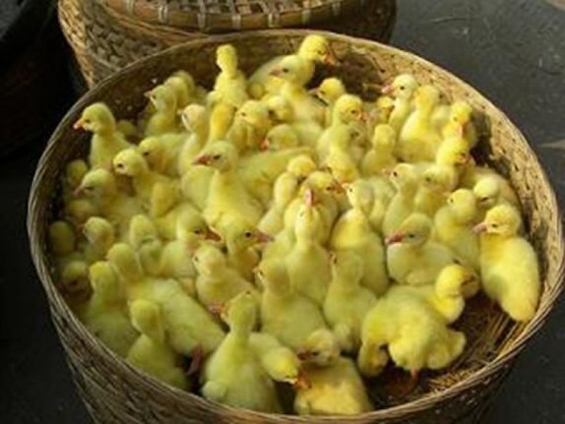 四季鹅苗