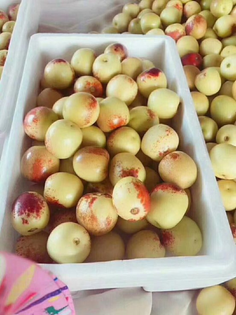 大荔冬枣统货