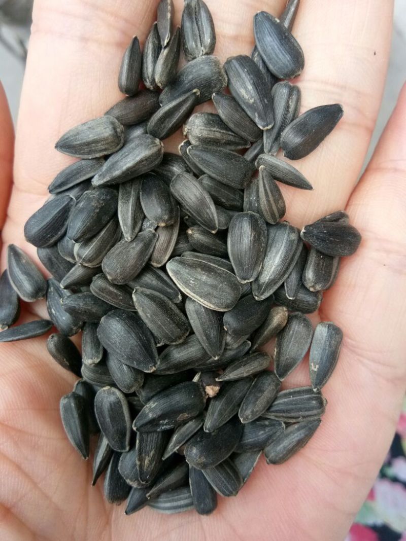 油葵，大量批发今年的带皮的油葵，