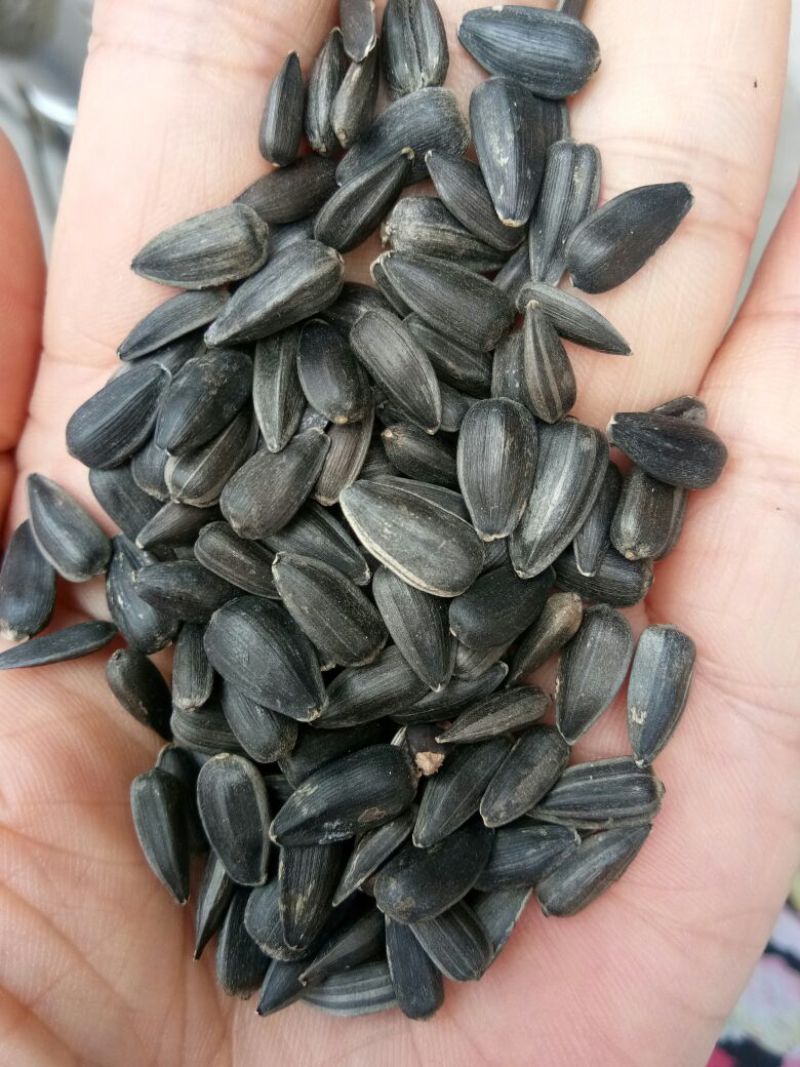 油葵，大量批发今年的带皮的油葵，