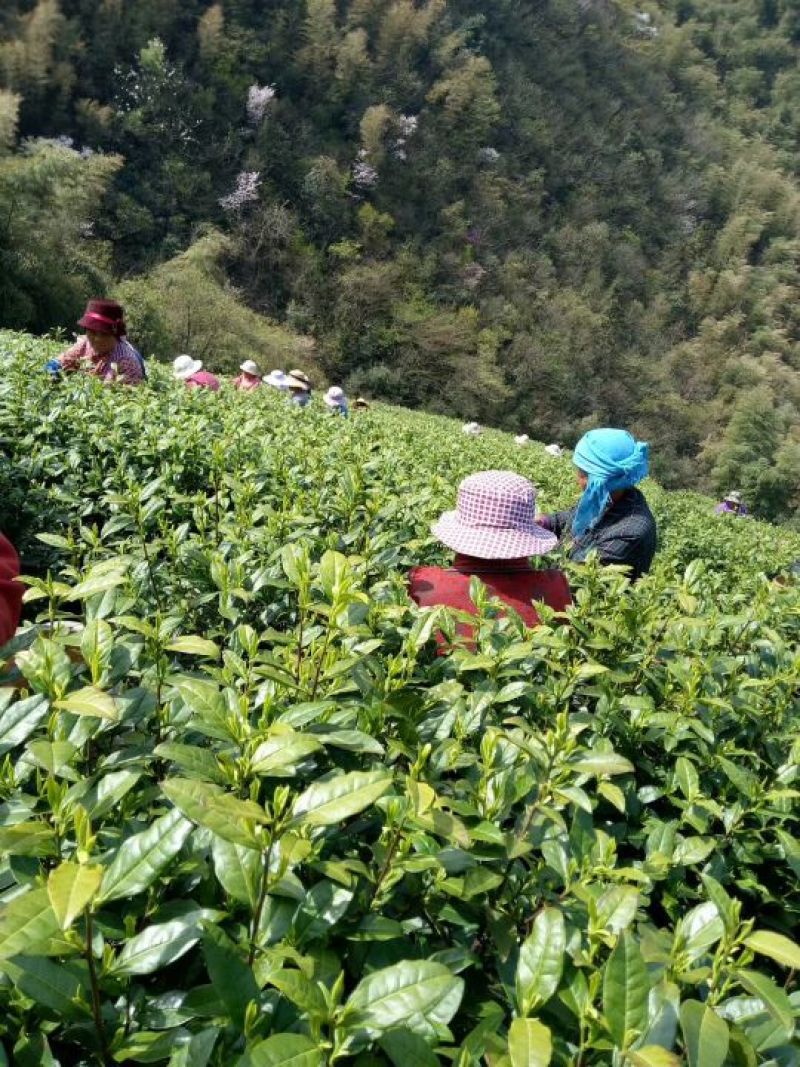 提供装土豆工人