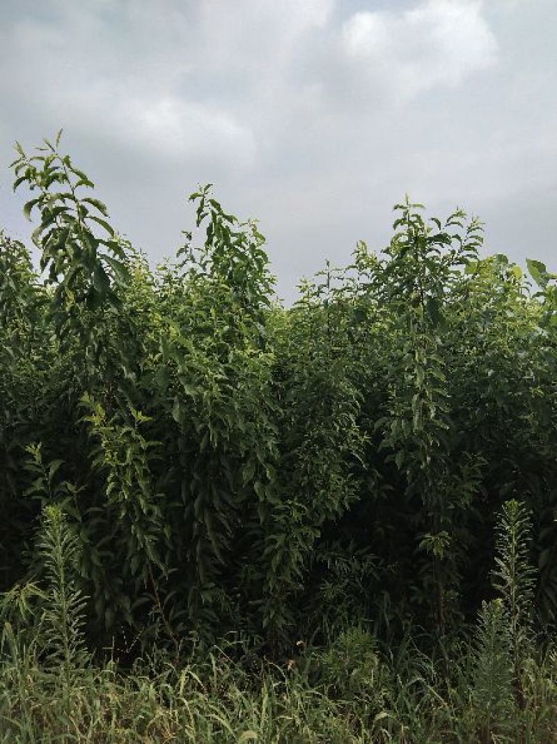 嫁接的成品清翠李子树苗