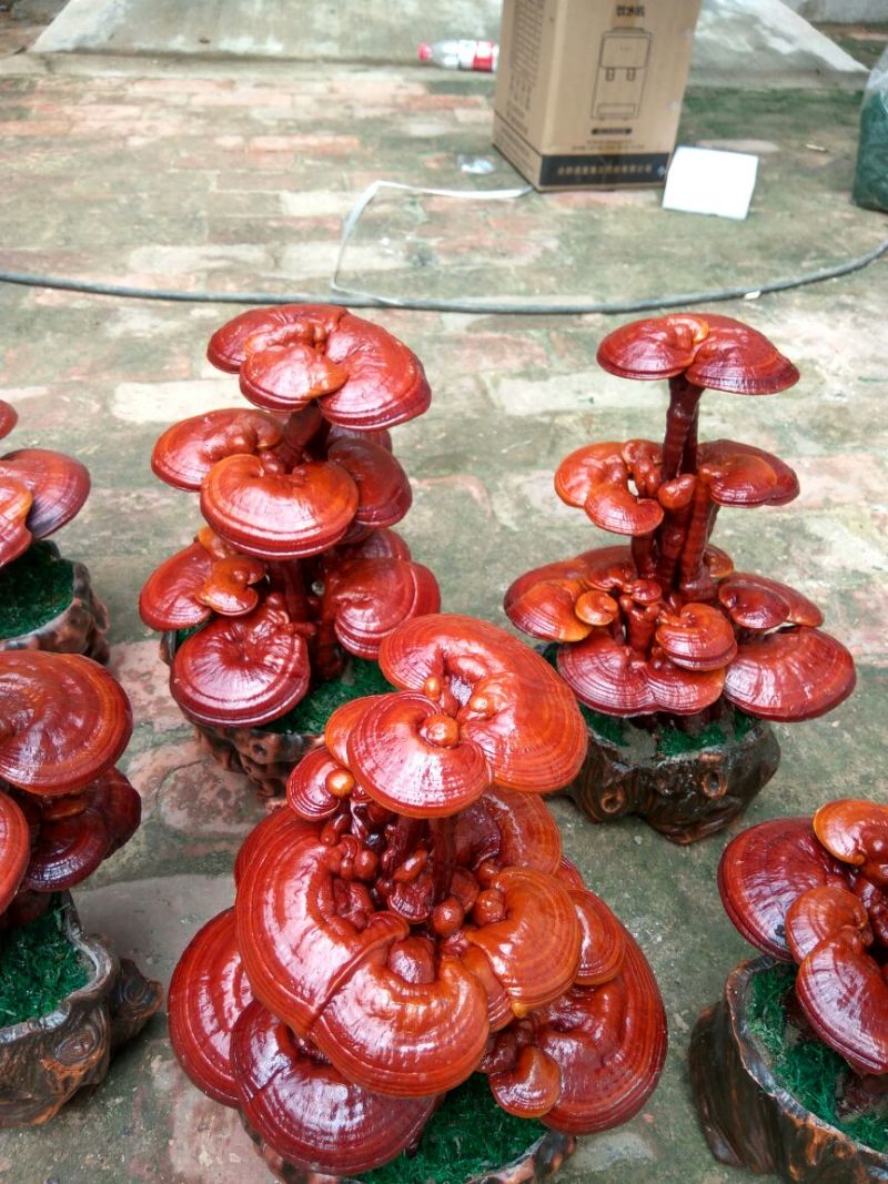 【精品】灵芝盆景，产地直发可视频看货自产自销批发零售