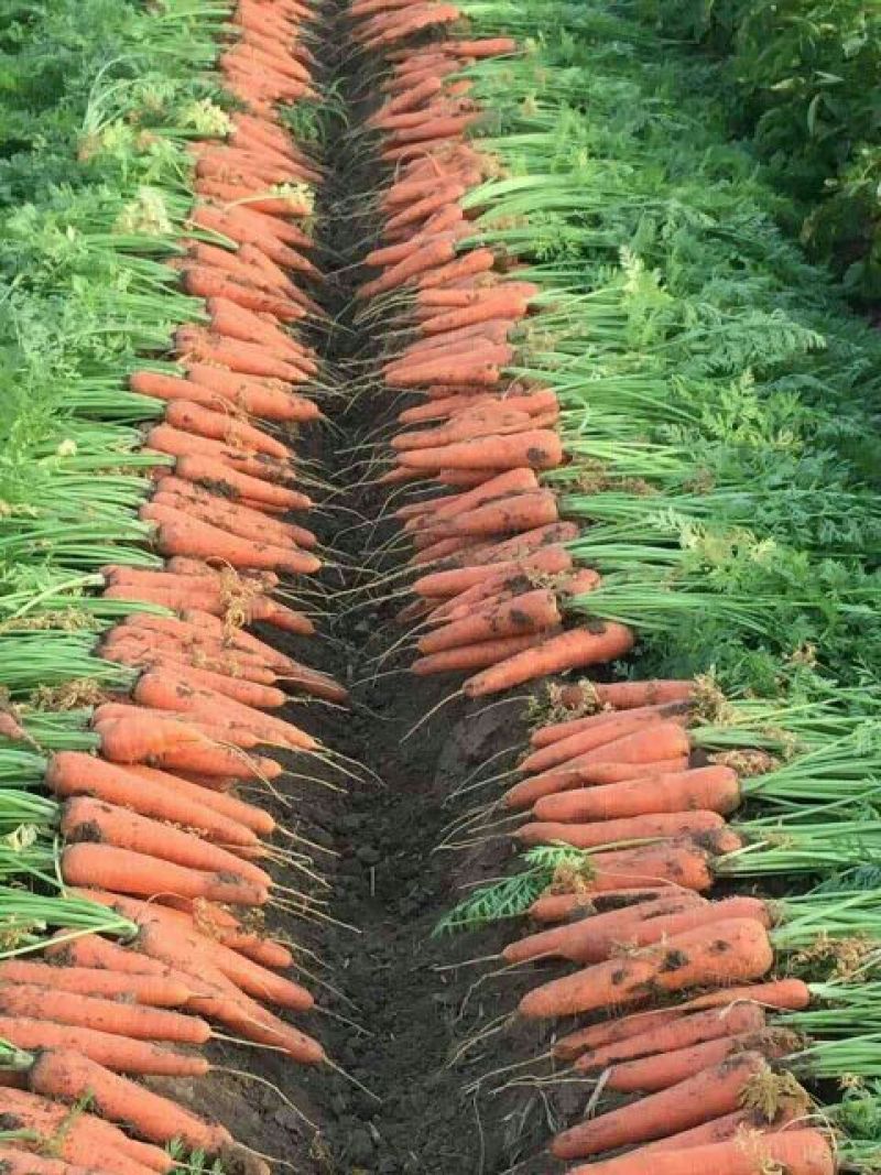 提供装土豆工人