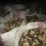 积壳干货无添加无硫新货产地直供货源充足品质保证