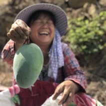 攀枝花凯特芒果电商微商微商平台一件专供