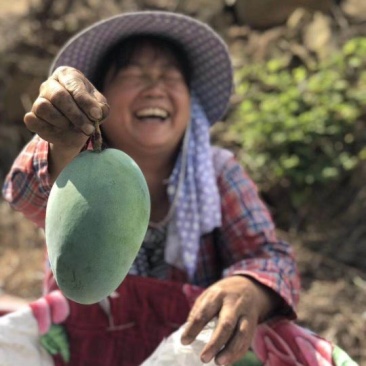 攀枝花凯特芒果电商微商微商平台一件代发专供