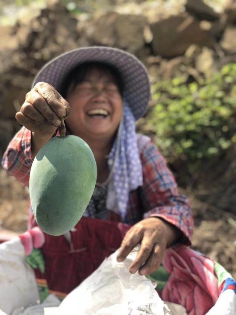 攀枝花凯特芒果电商微商微商平台一件代发专供