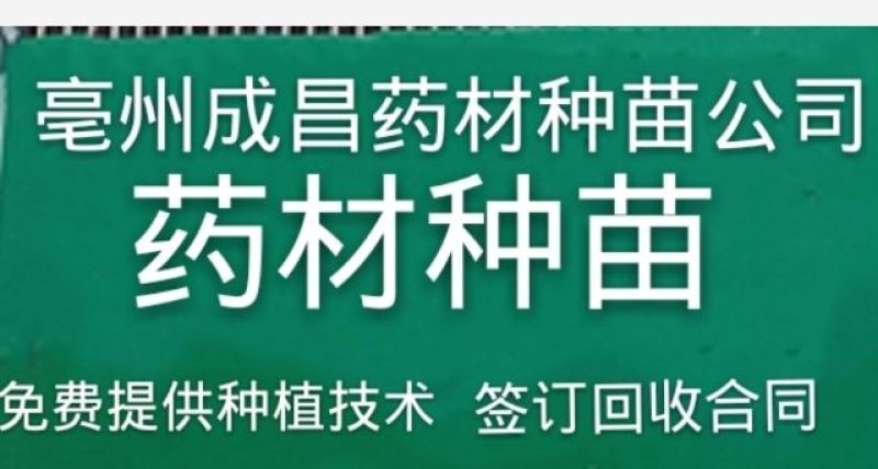 产地直销知母种子好管理好种植回收