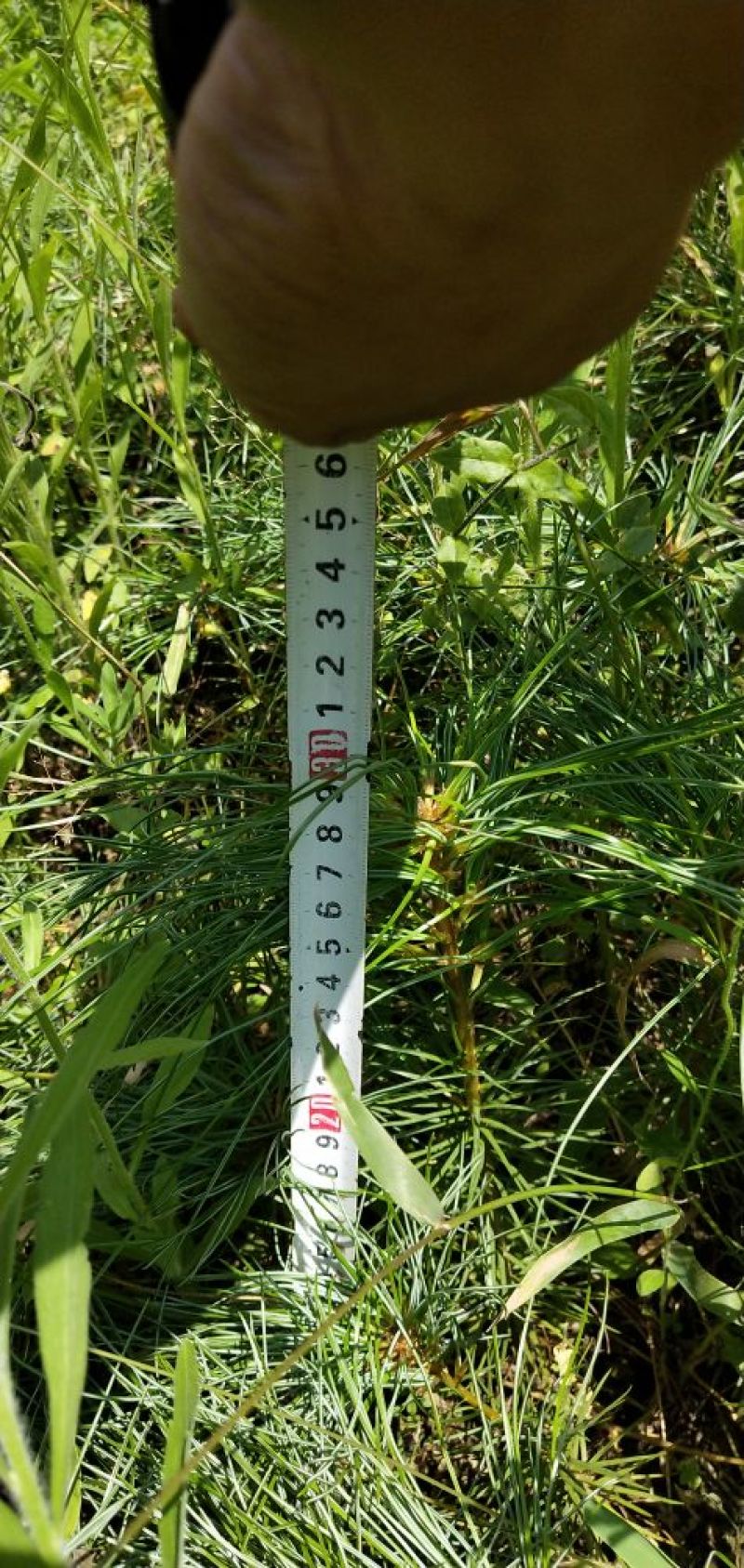 华山松苗