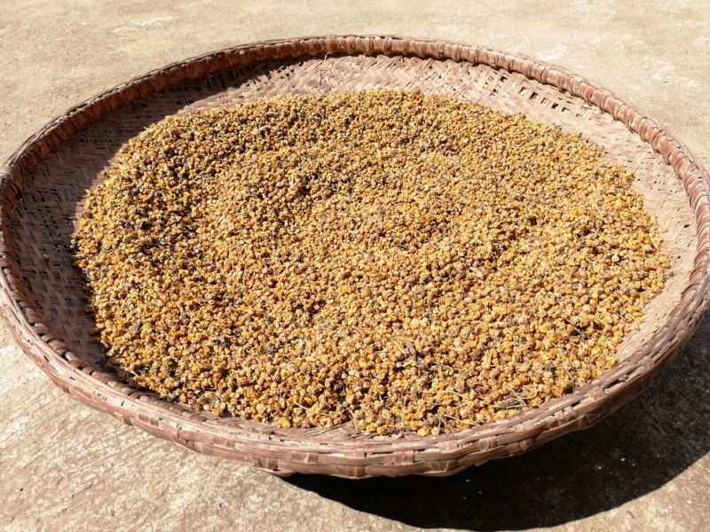 野菊花纯野生黄菊花茶小颗粒苦包含量原产地一手货源