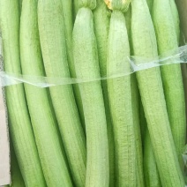 鲜花丝瓜