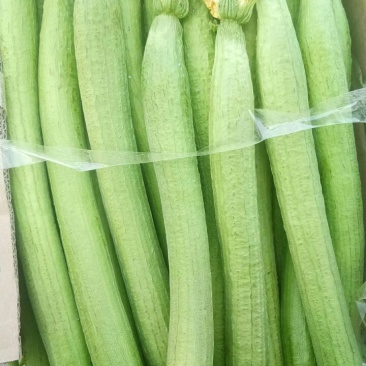 鲜花丝瓜