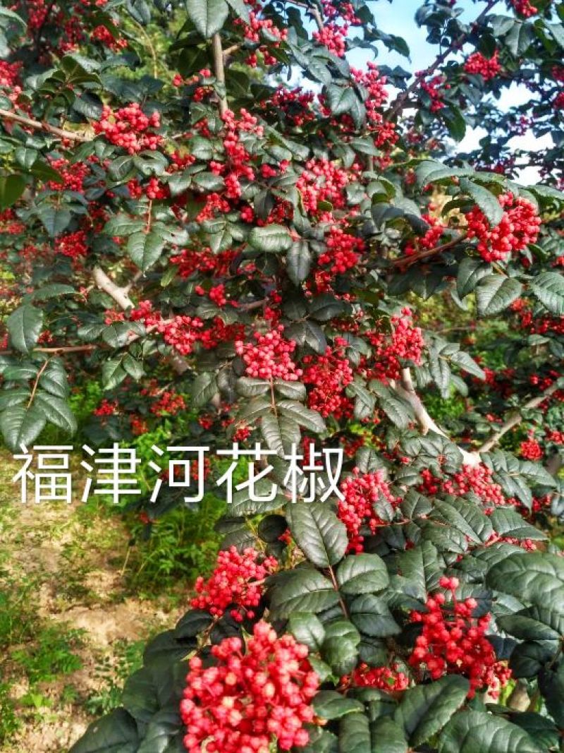 甘肃武都无刺花椒苗大红袍嫁接少刺花椒树苗提供技术指导伏椒