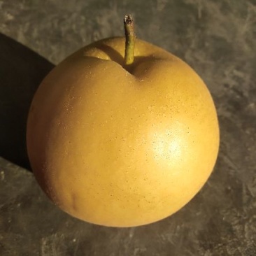 黄花梨（沙梨）套袋果